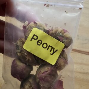 Apothecary- Peony