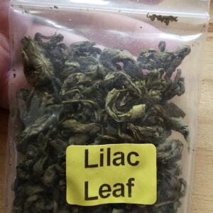 Apothecary- Lilac Leaf