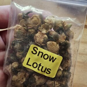 Apothecary- Snow Lotus
