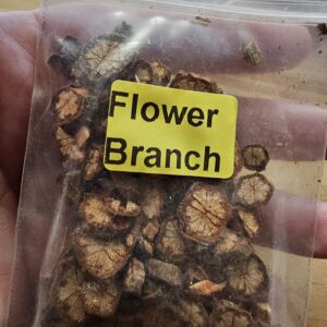 Apothecary- Flower Branch