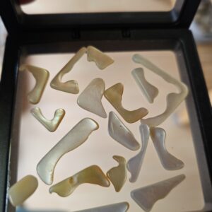 Mother of Pearl in Display Case